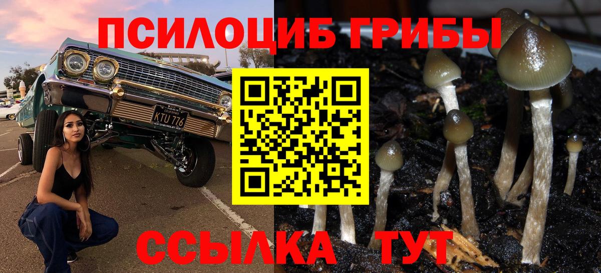 Псилоцибиновые грибы Psilocybe Новоалександровск